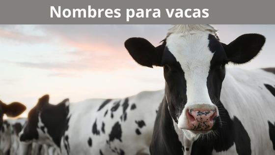 nombres para vacas